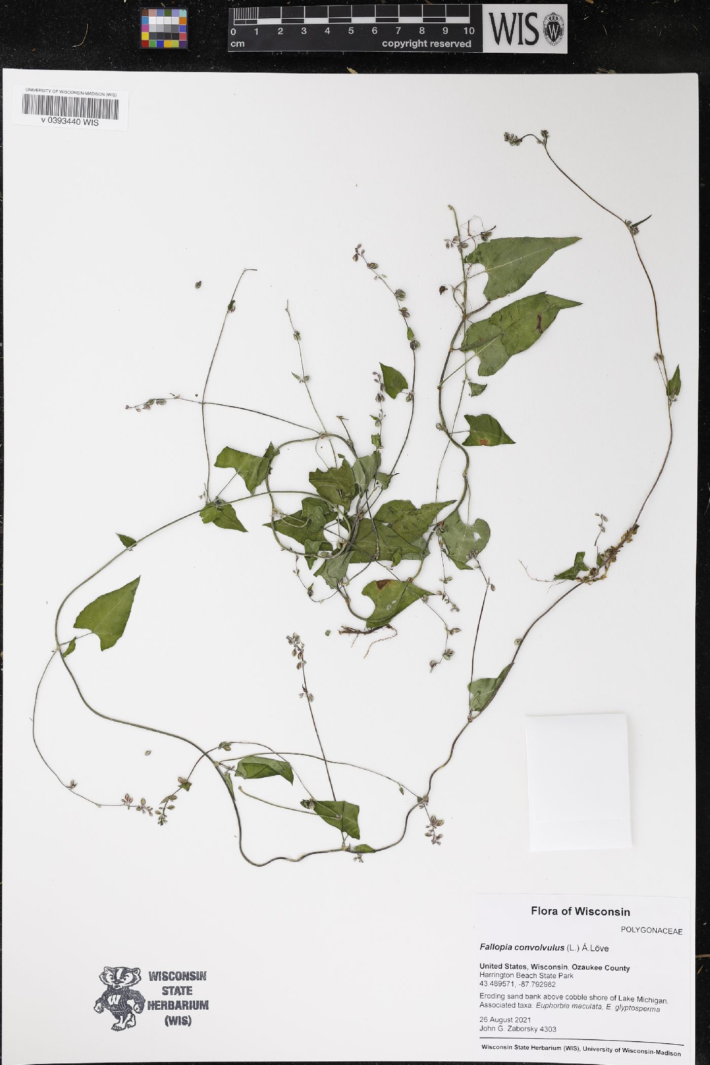 Fallopia convolvulus image