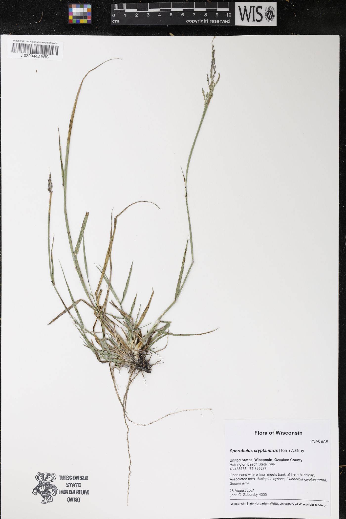Sporobolus cryptandrus image