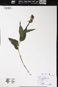 Epipactis helleborine image