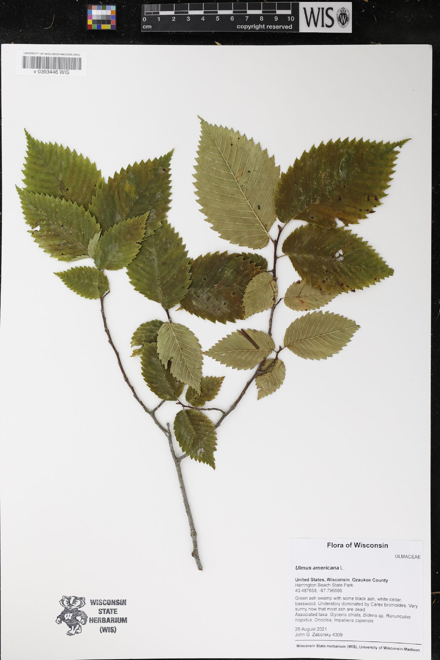 Ulmus americana image
