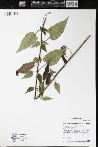 Symphyotrichum drummondii image