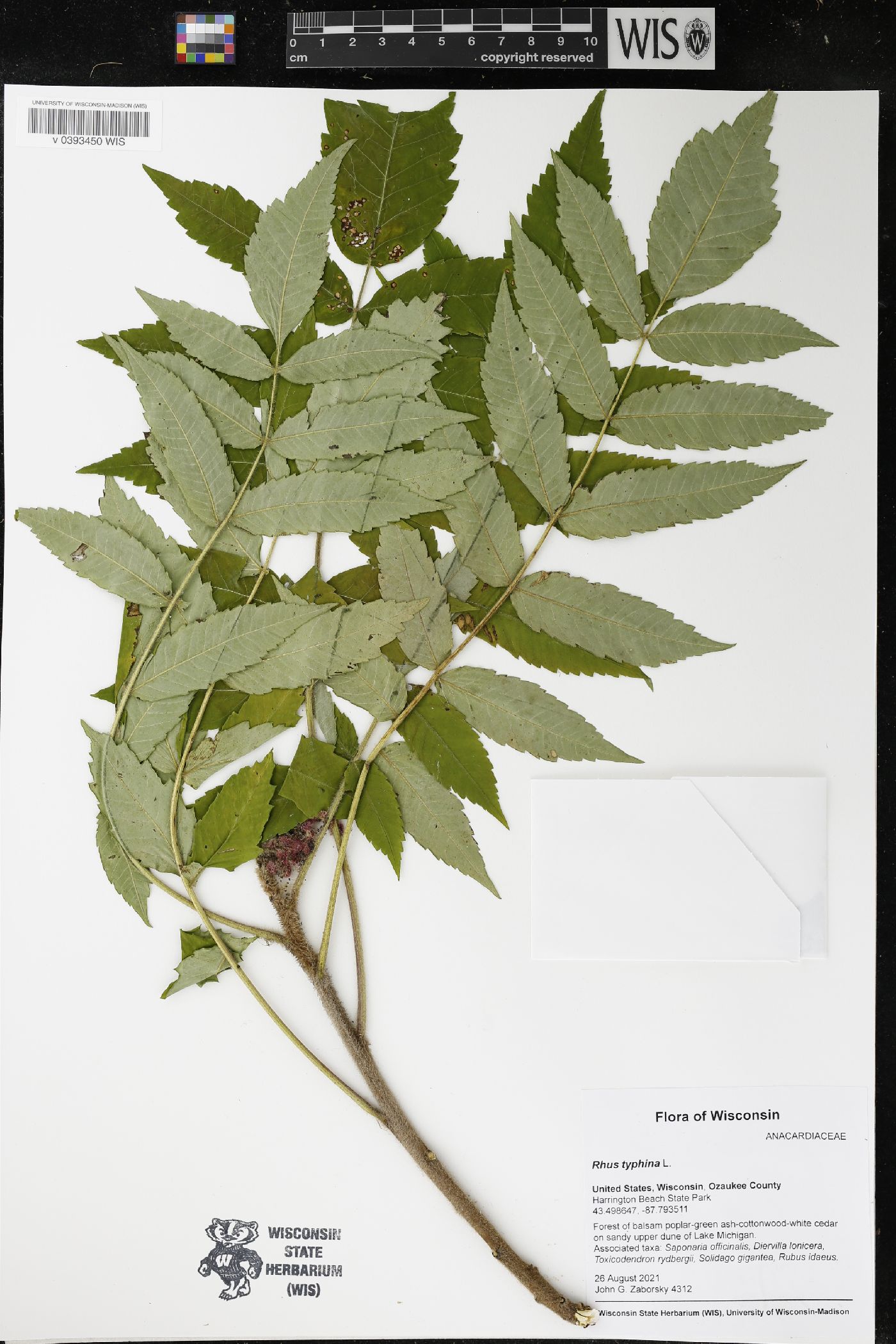 Rhus typhina image