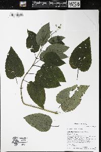 Scrophularia marilandica image