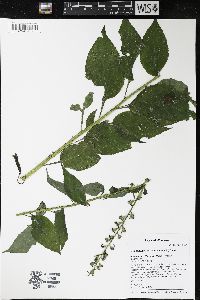 Campanulastrum americanum image