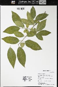 Euonymus europaeus image