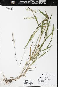 Eriochloa villosa image