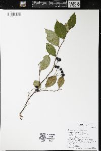 Aronia melanocarpa image