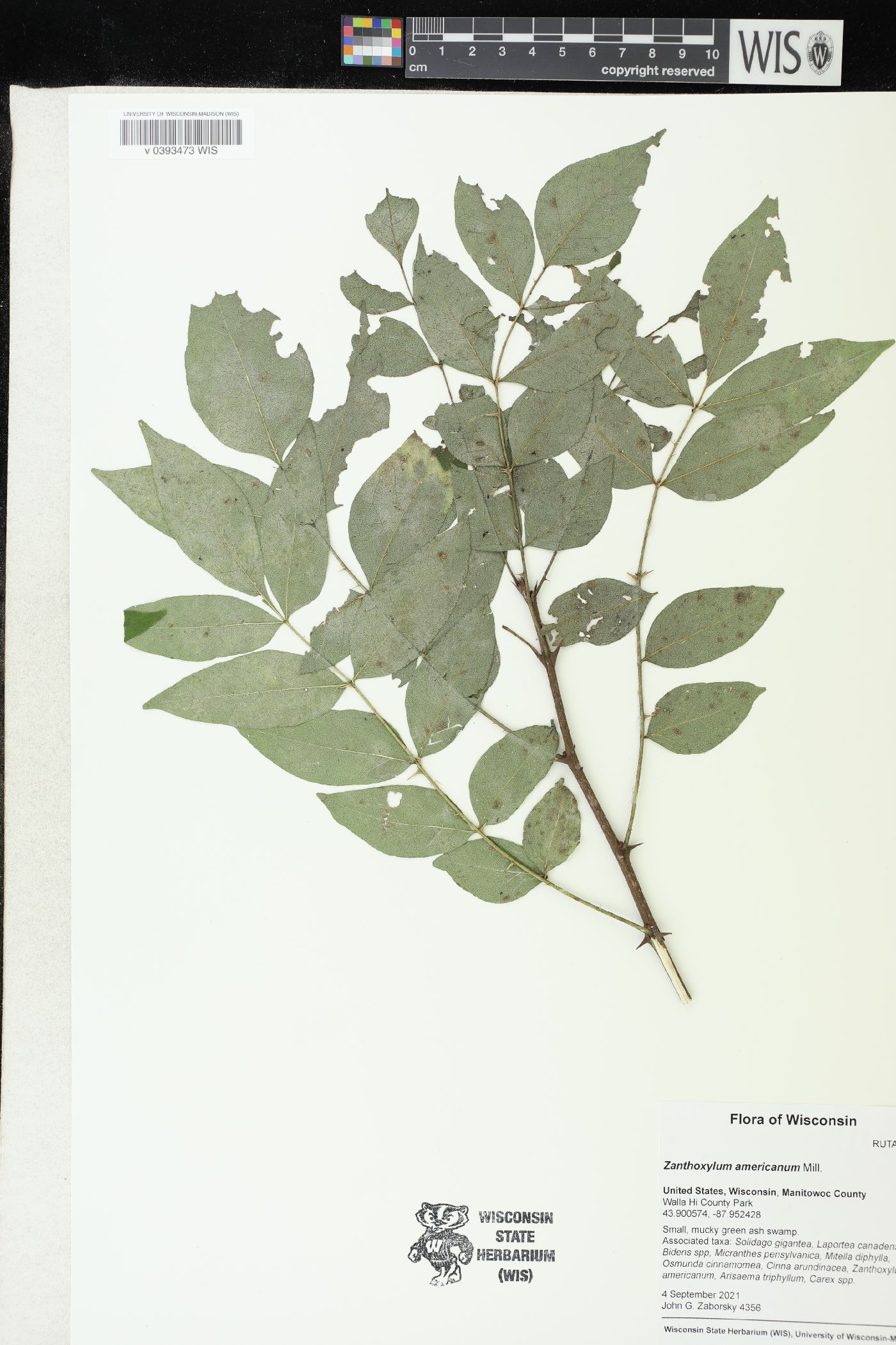 Zanthoxylum americanum image