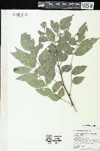 Zanthoxylum americanum image