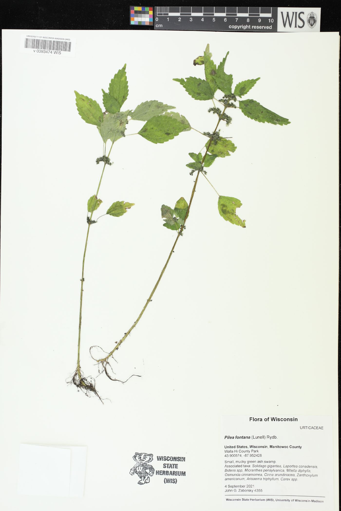 Pilea fontana image