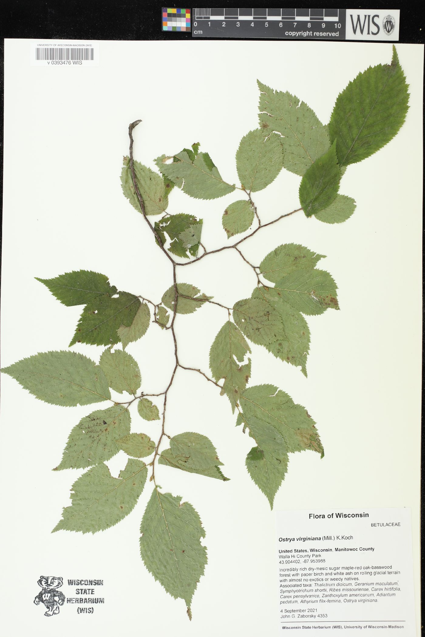 Ostrya virginiana image