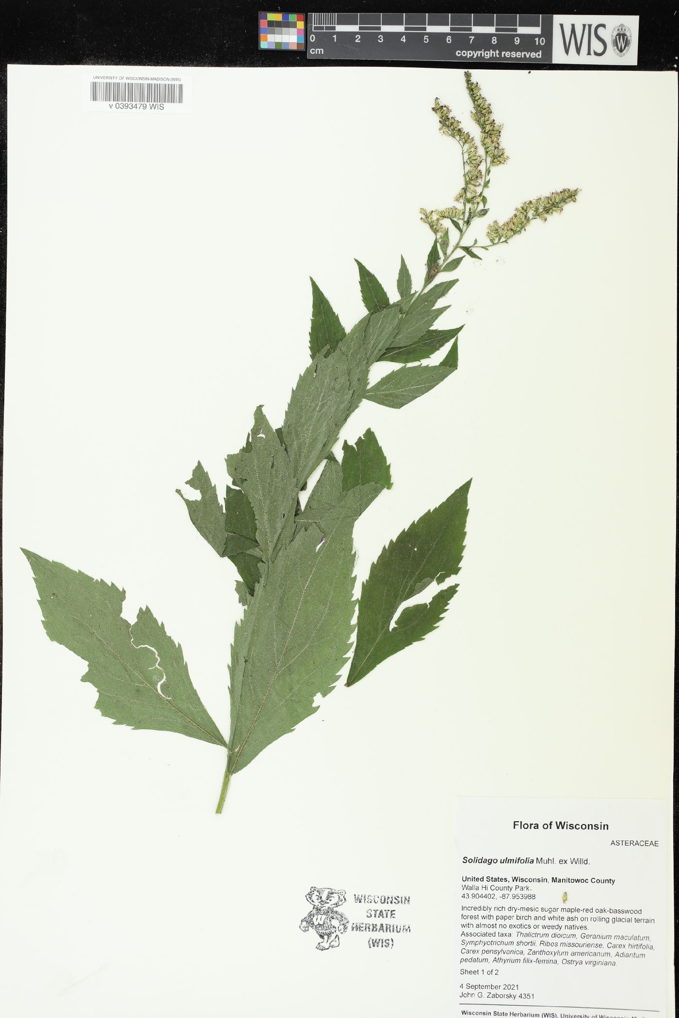 Solidago ulmifolia image