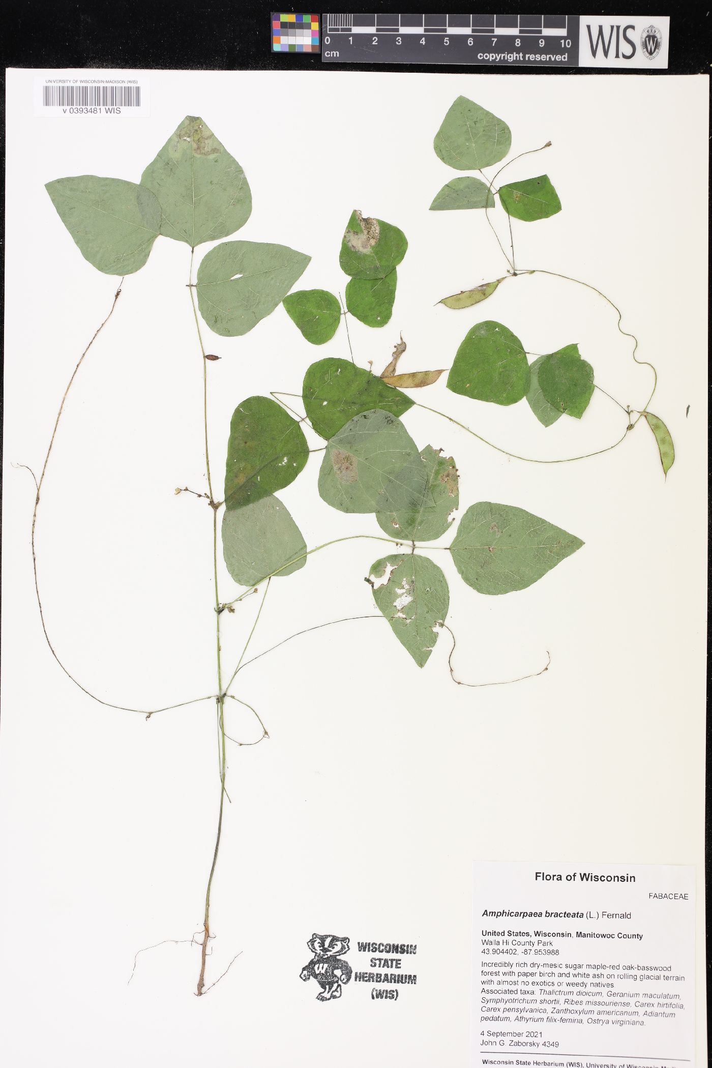 Amphicarpaea bracteata image