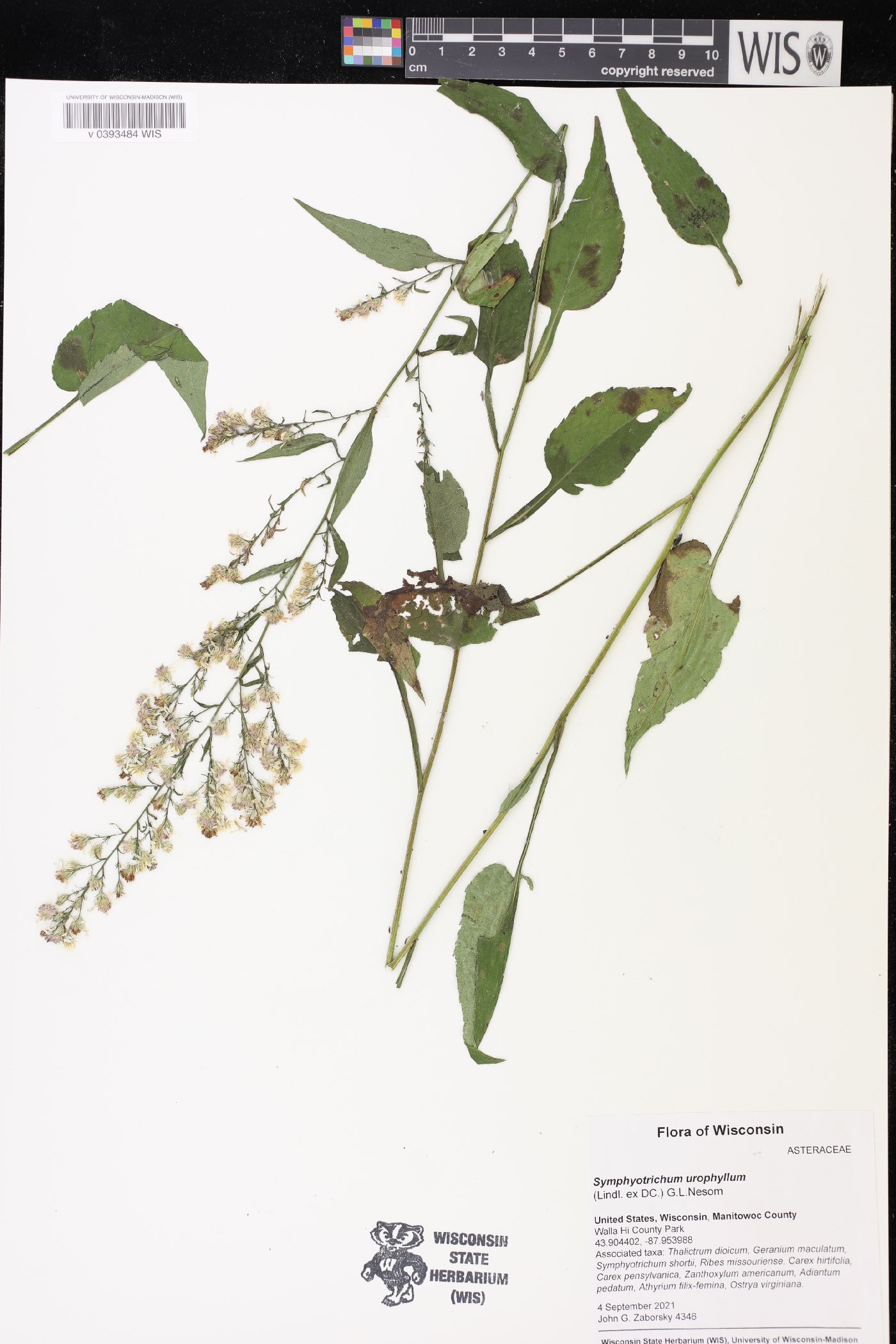 Symphyotrichum urophyllum image