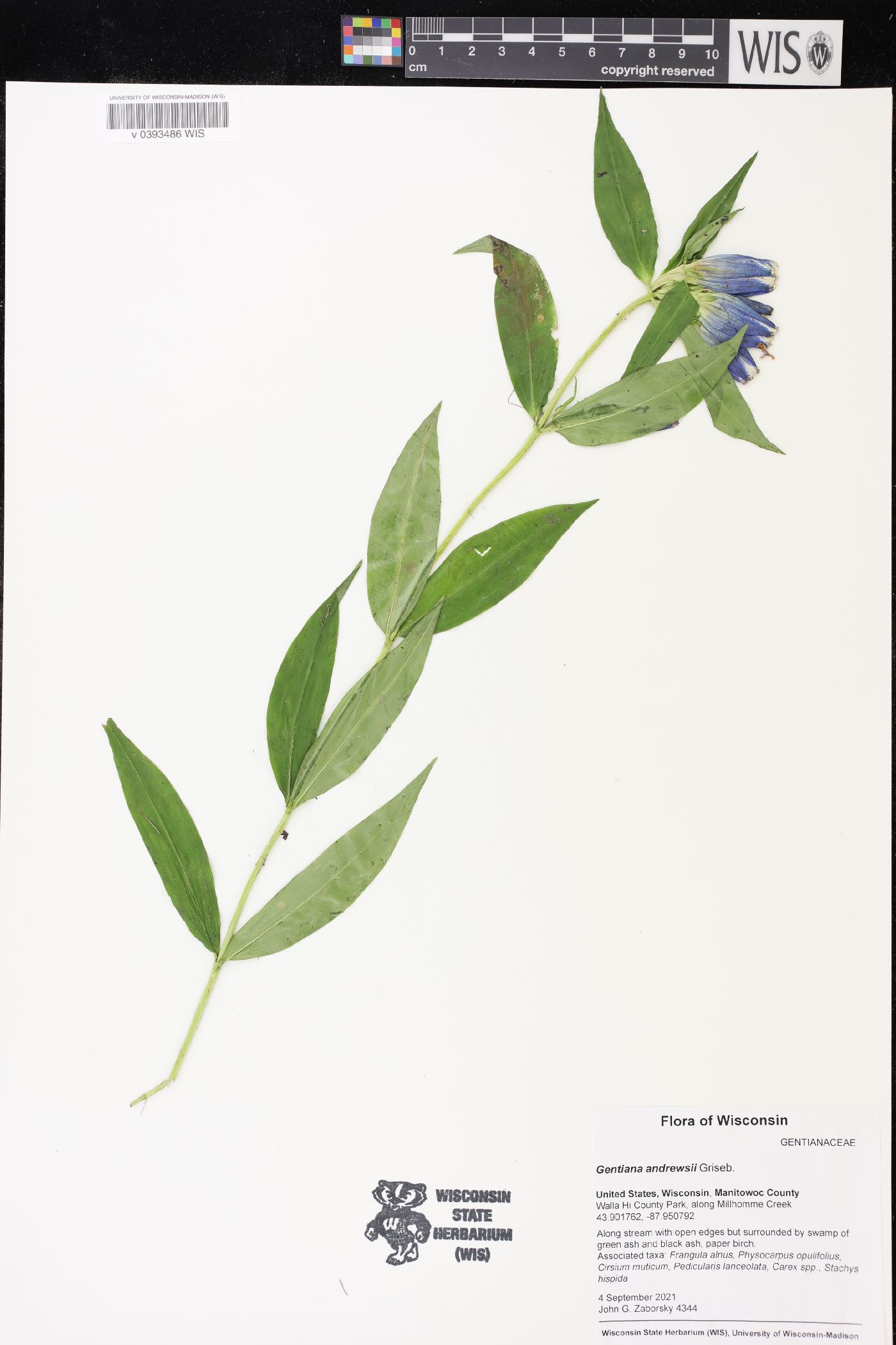 Gentiana andrewsii image