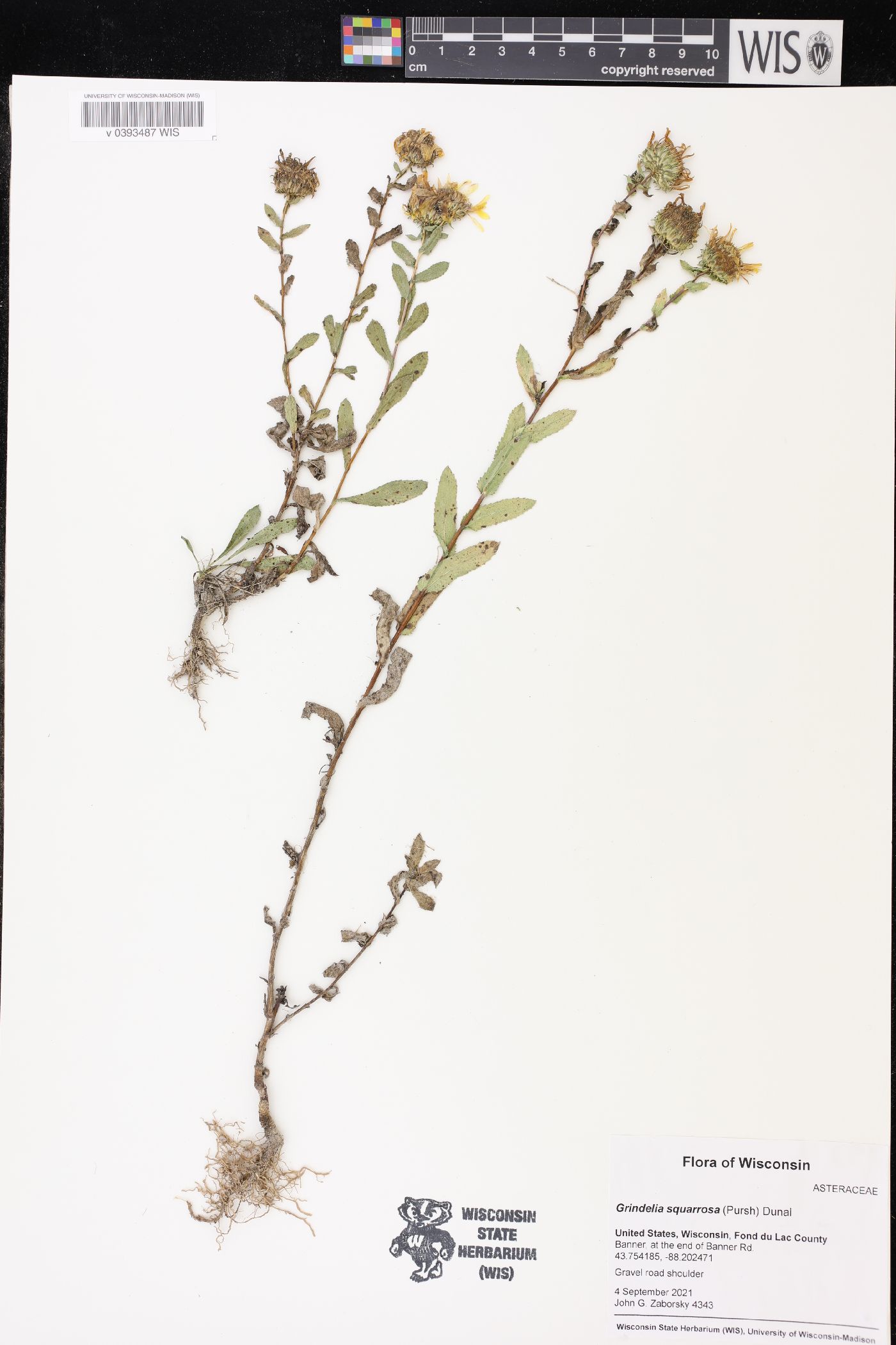 Toxicodendron vernix image