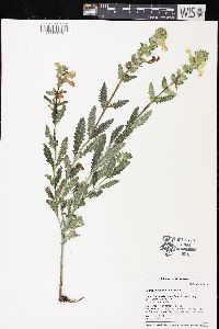 Pedicularis lanceolata image