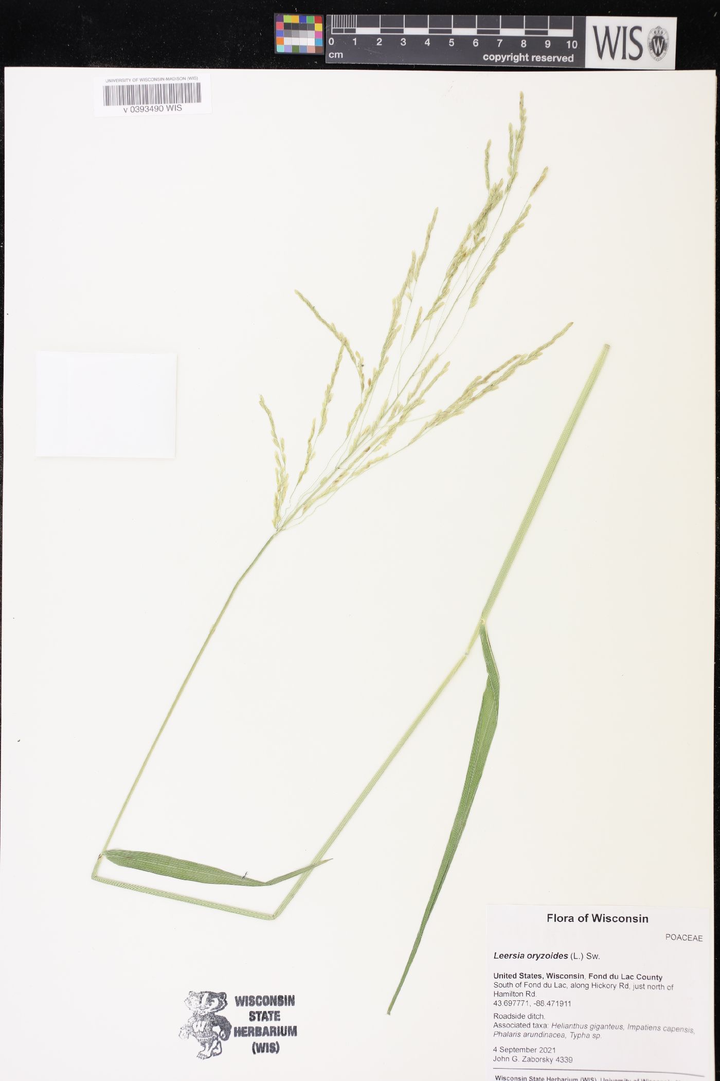 Leersia oryzoides image