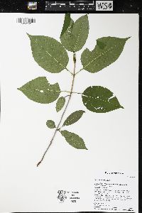 Viburnum lentago image