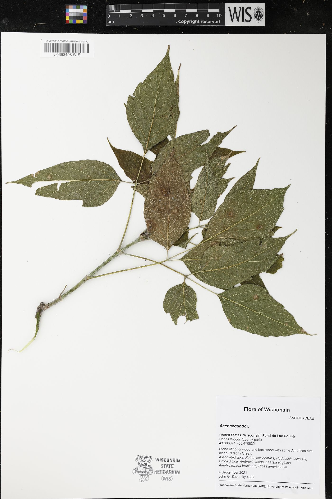 Acer negundo image