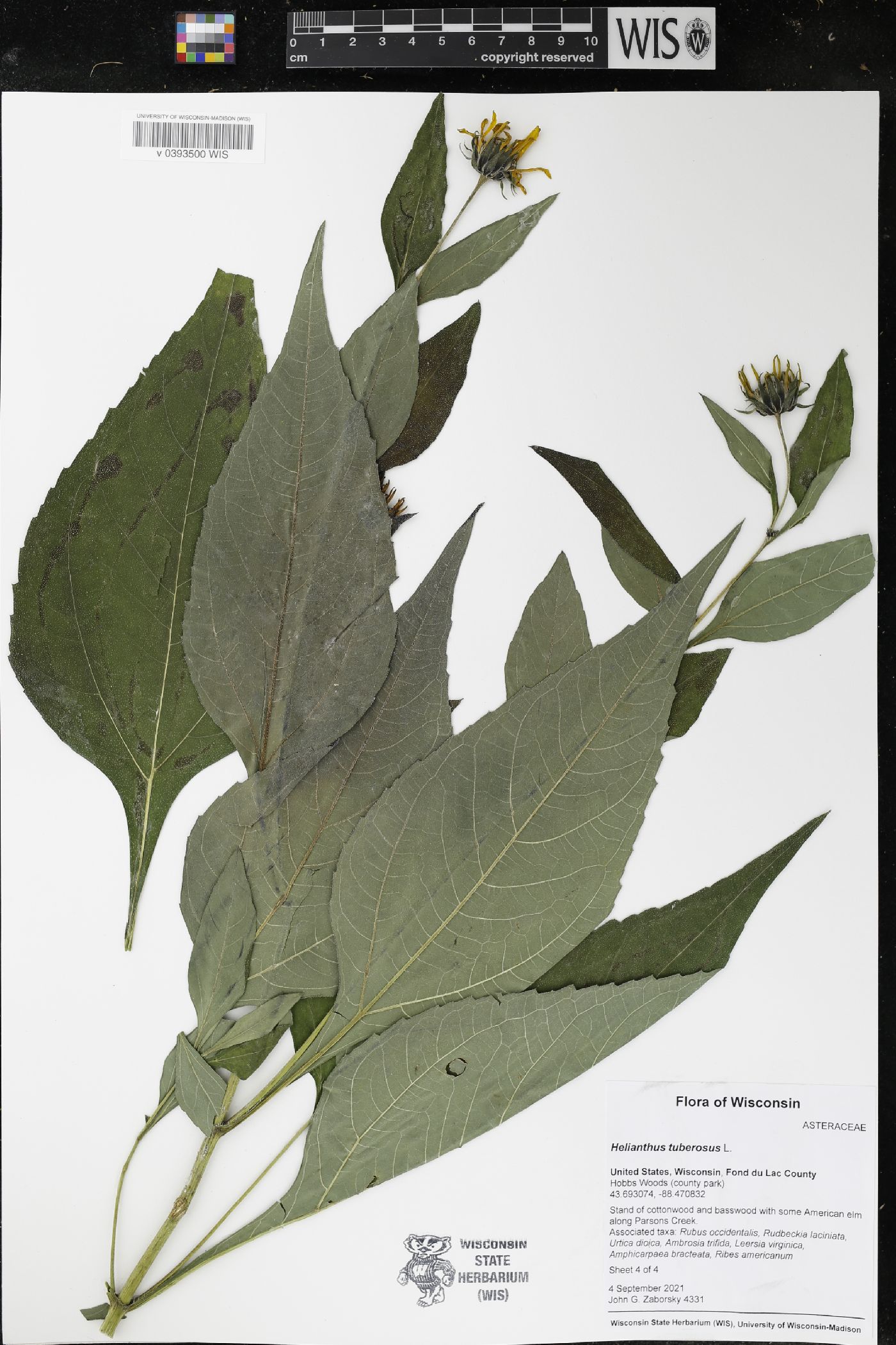 Helianthus tuberosus image