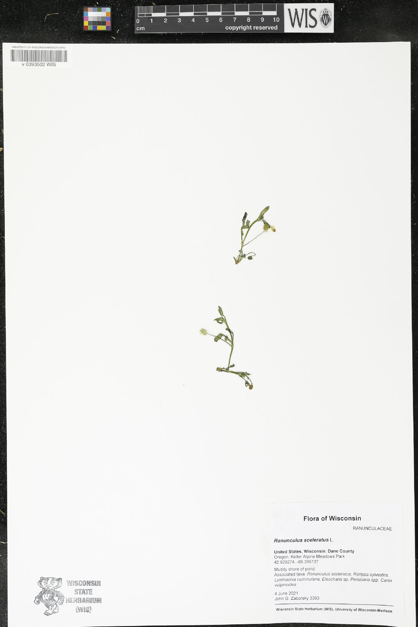 Ranunculus sceleratus image
