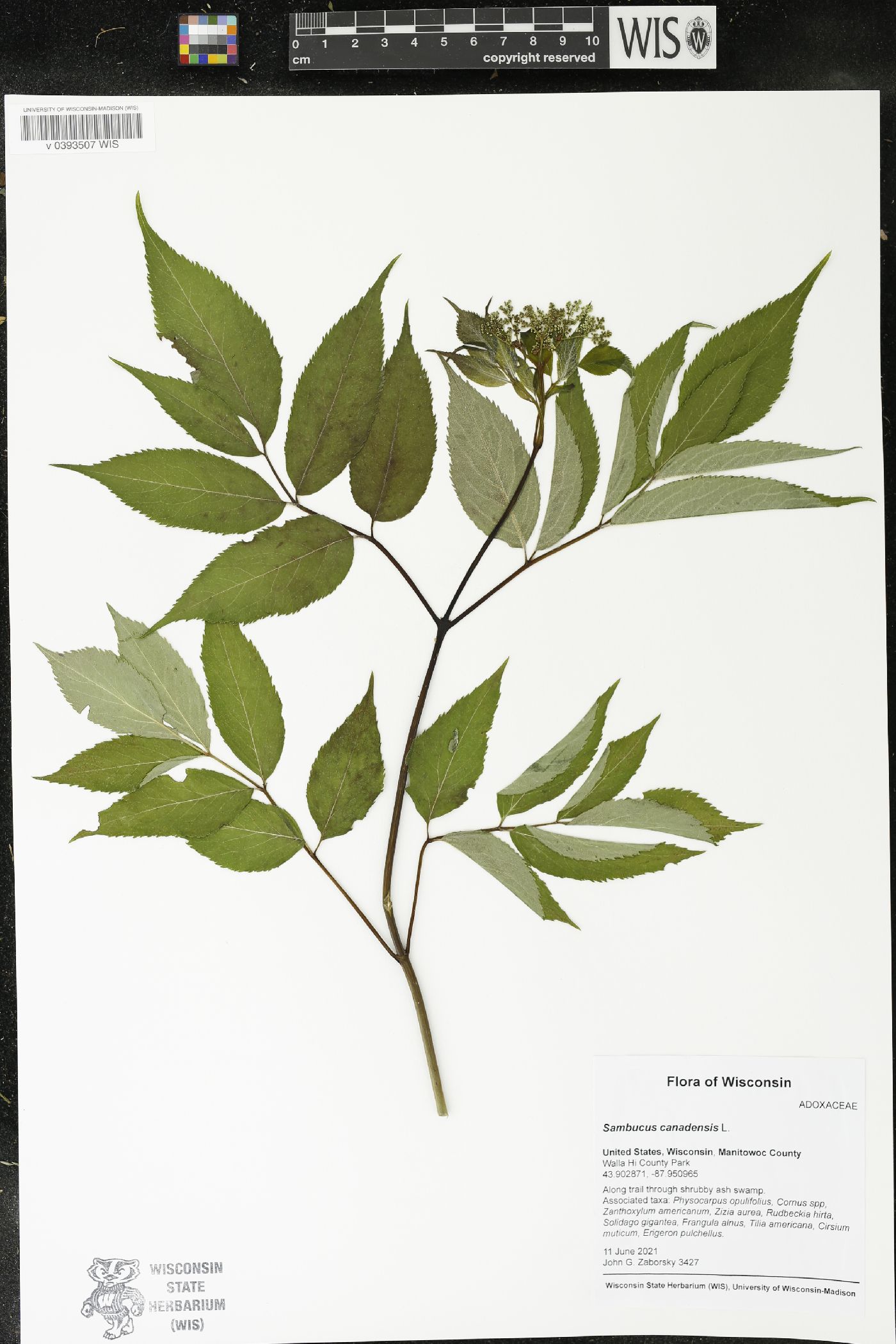 Sambucus canadensis image