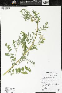 Astragalus neglectus image