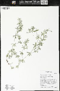 Galium concinnum image