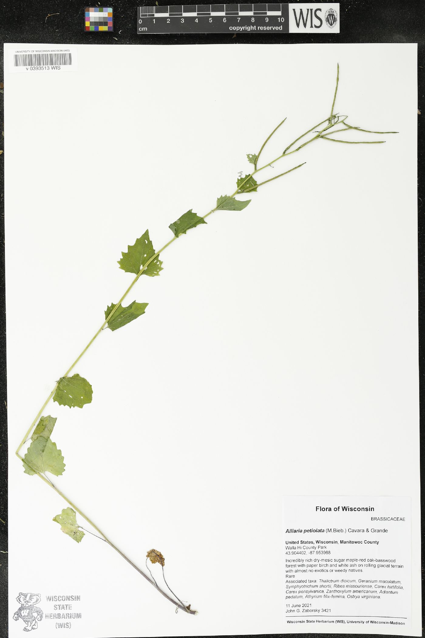 Alliaria petiolata image