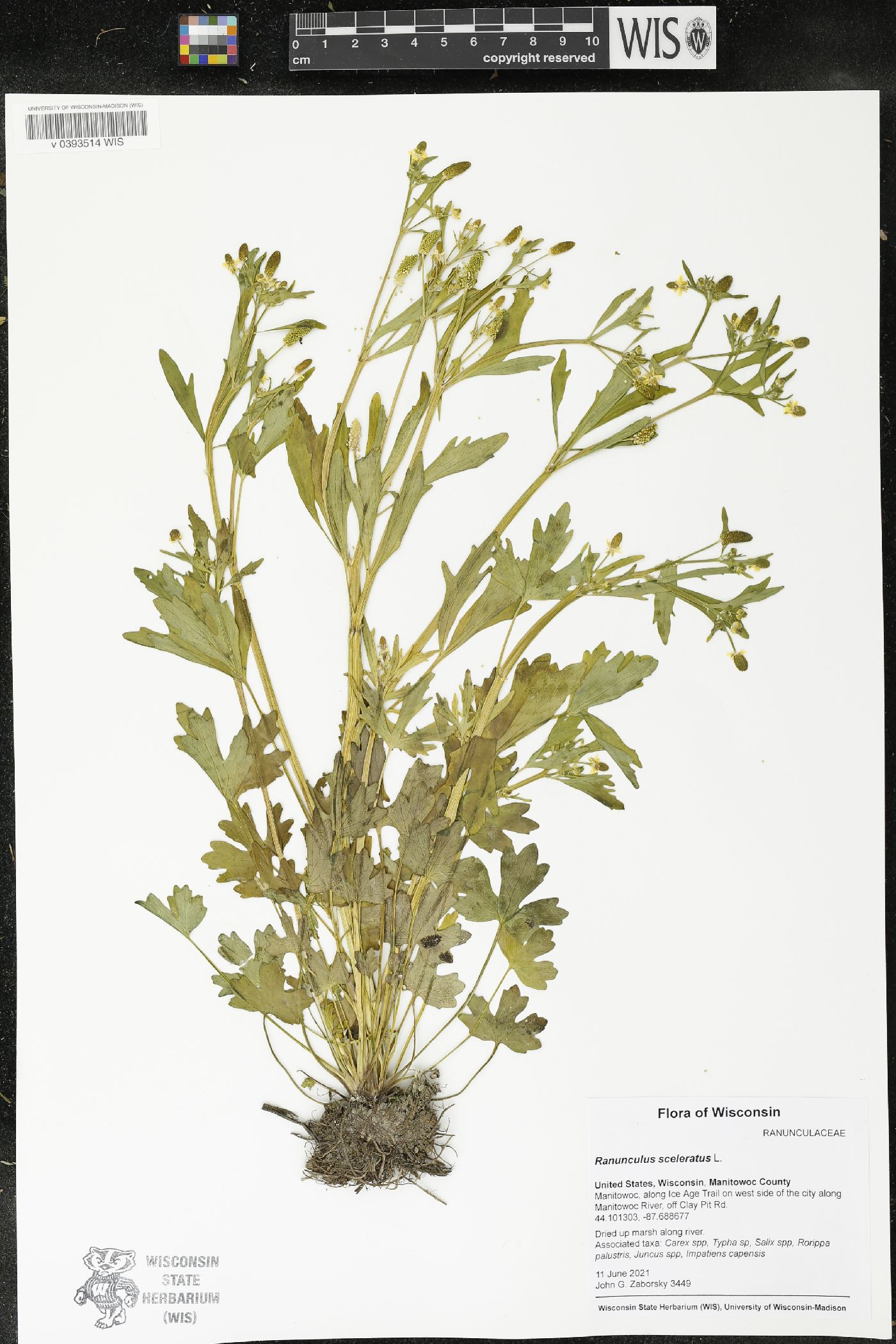 Ranunculus sceleratus image