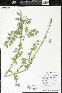 Astragalus neglectus image