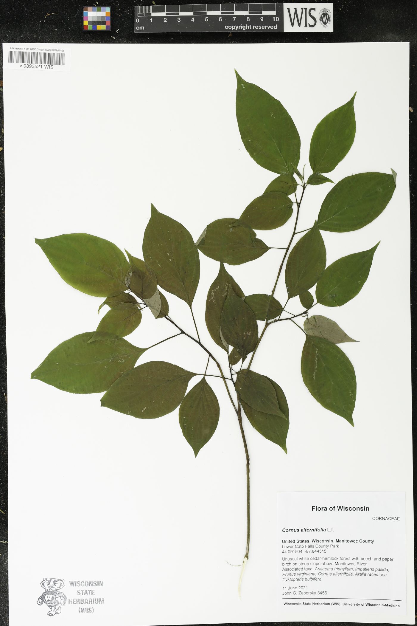 Cornus alternifolia image