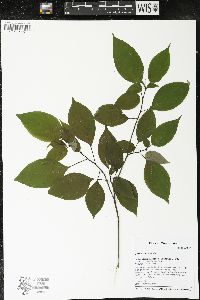 Cornus alternifolia image