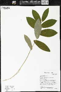 Uvularia grandiflora image