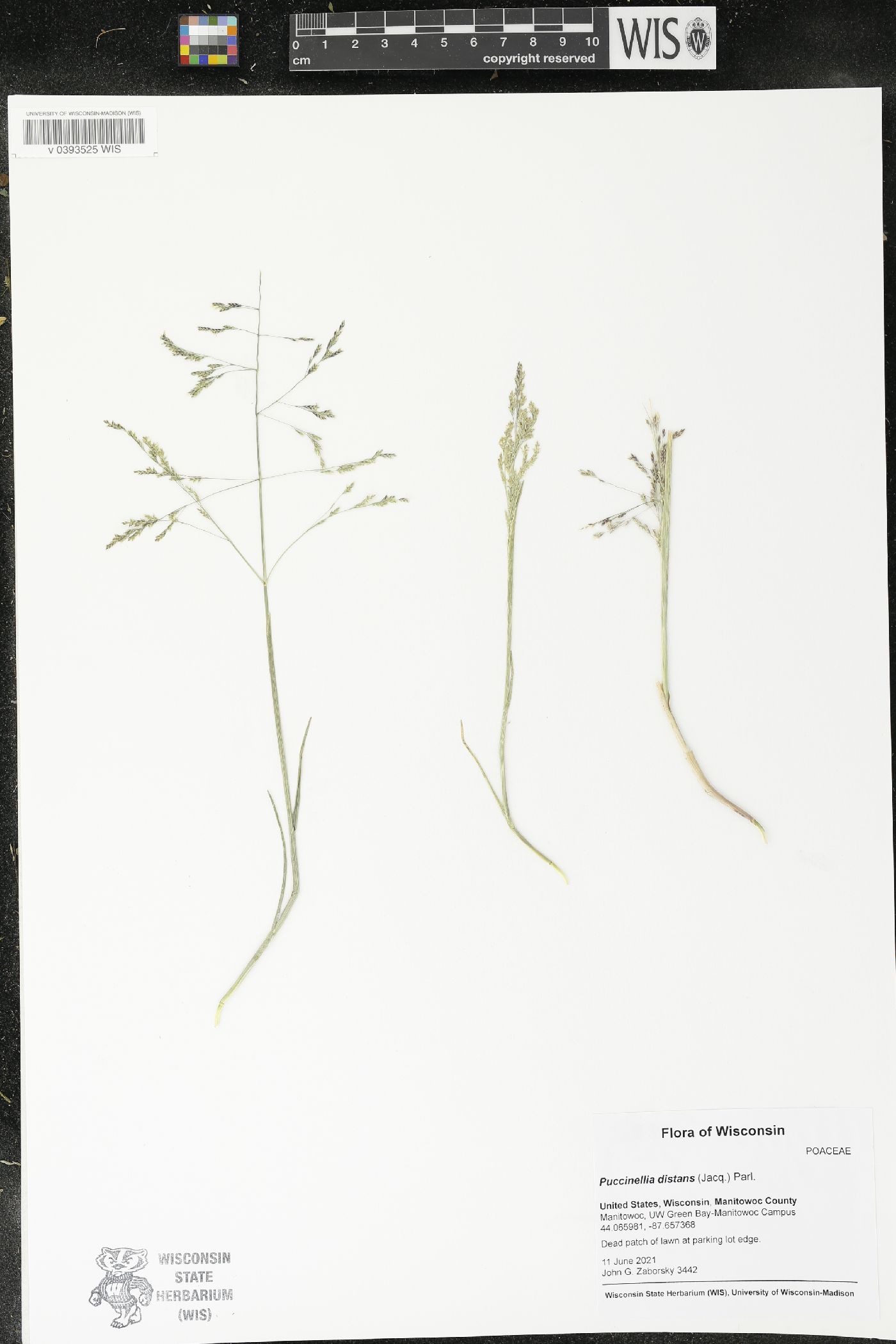 Puccinellia distans image