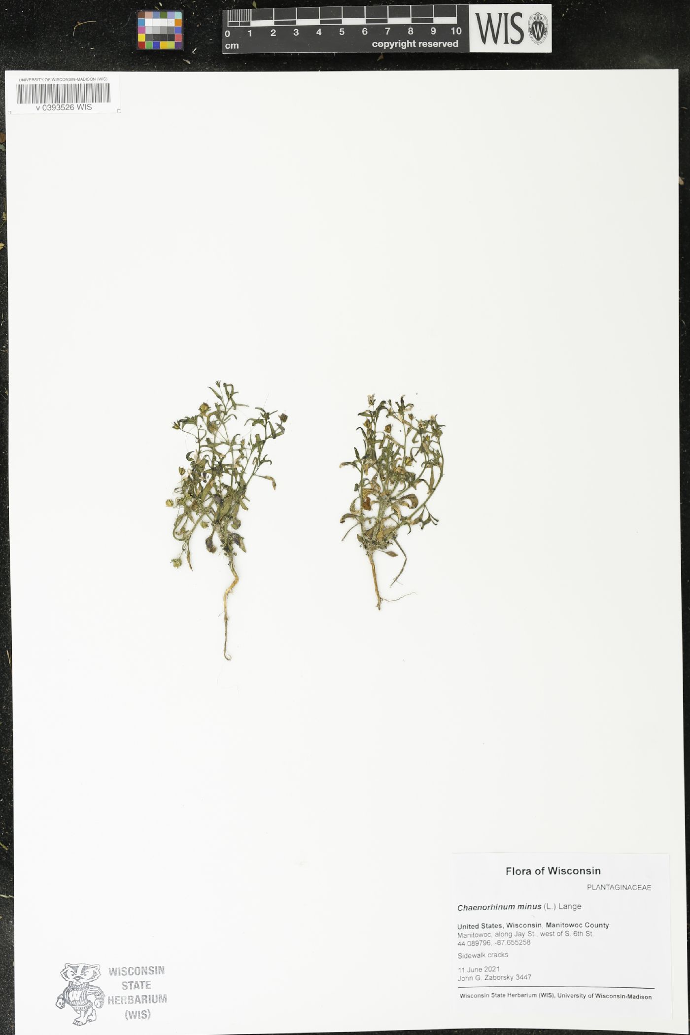 Chaenorhinum minus image