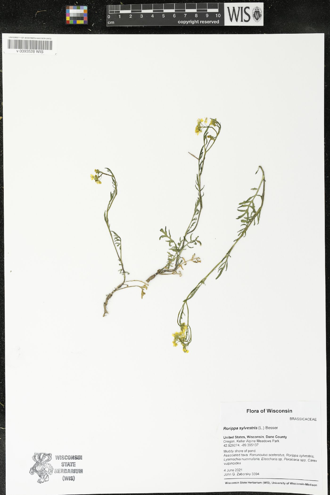 Rorippa sylvestris image