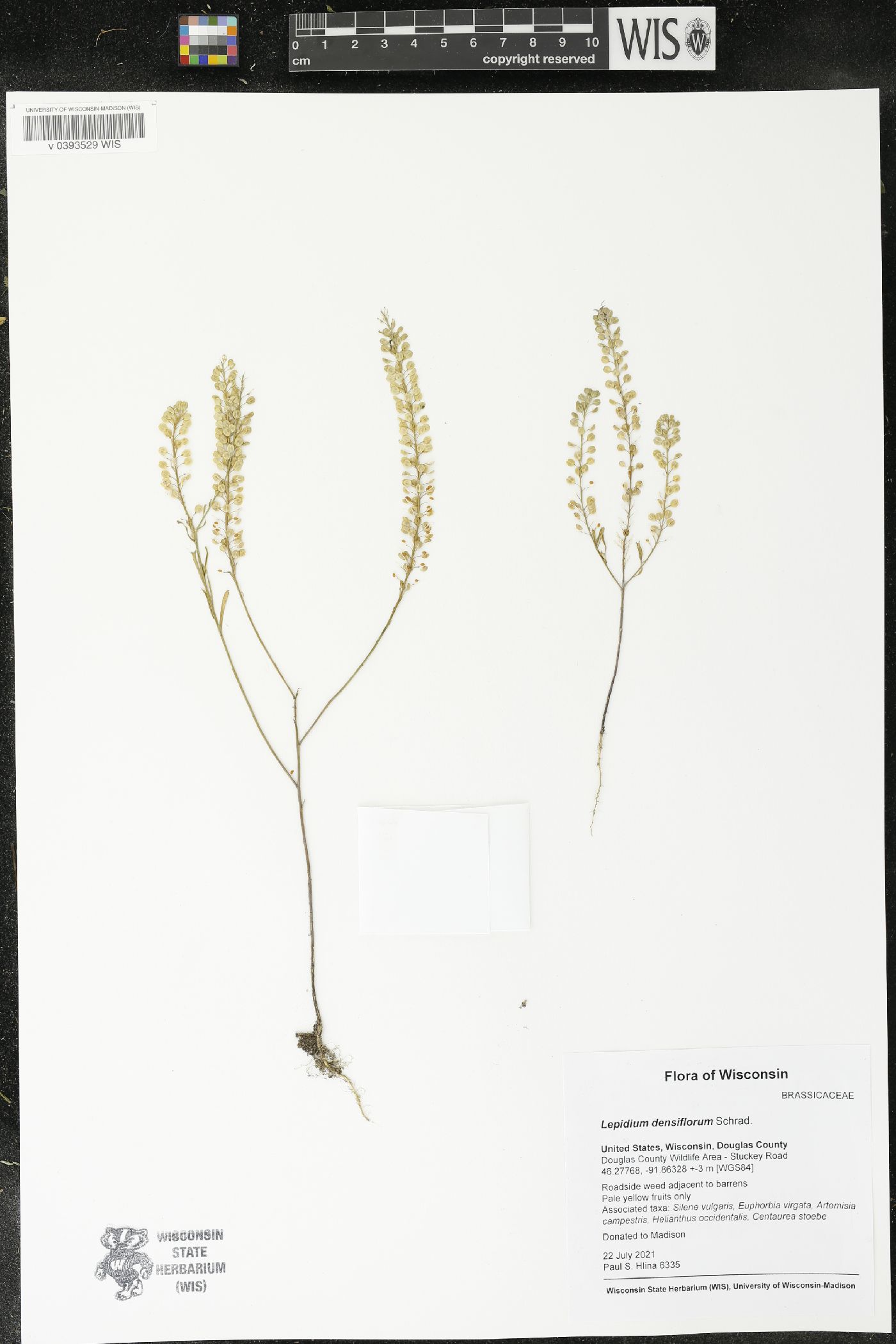 Lepidium densiflorum image
