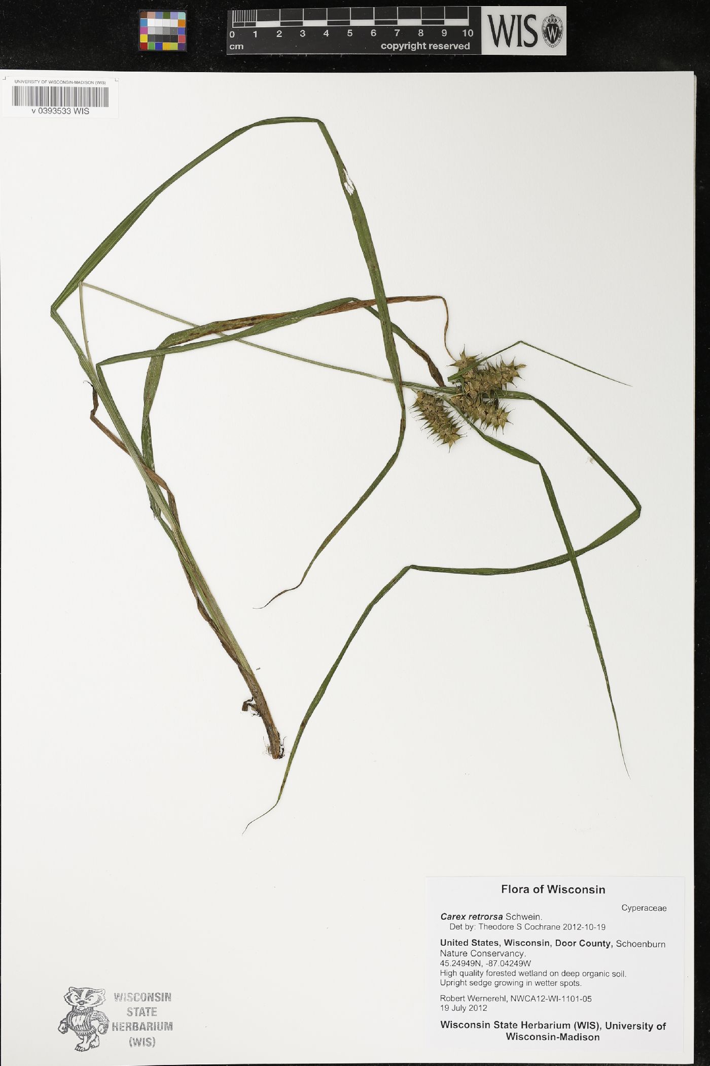 Carex retrorsa image