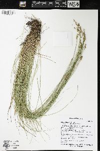 Carex interior image