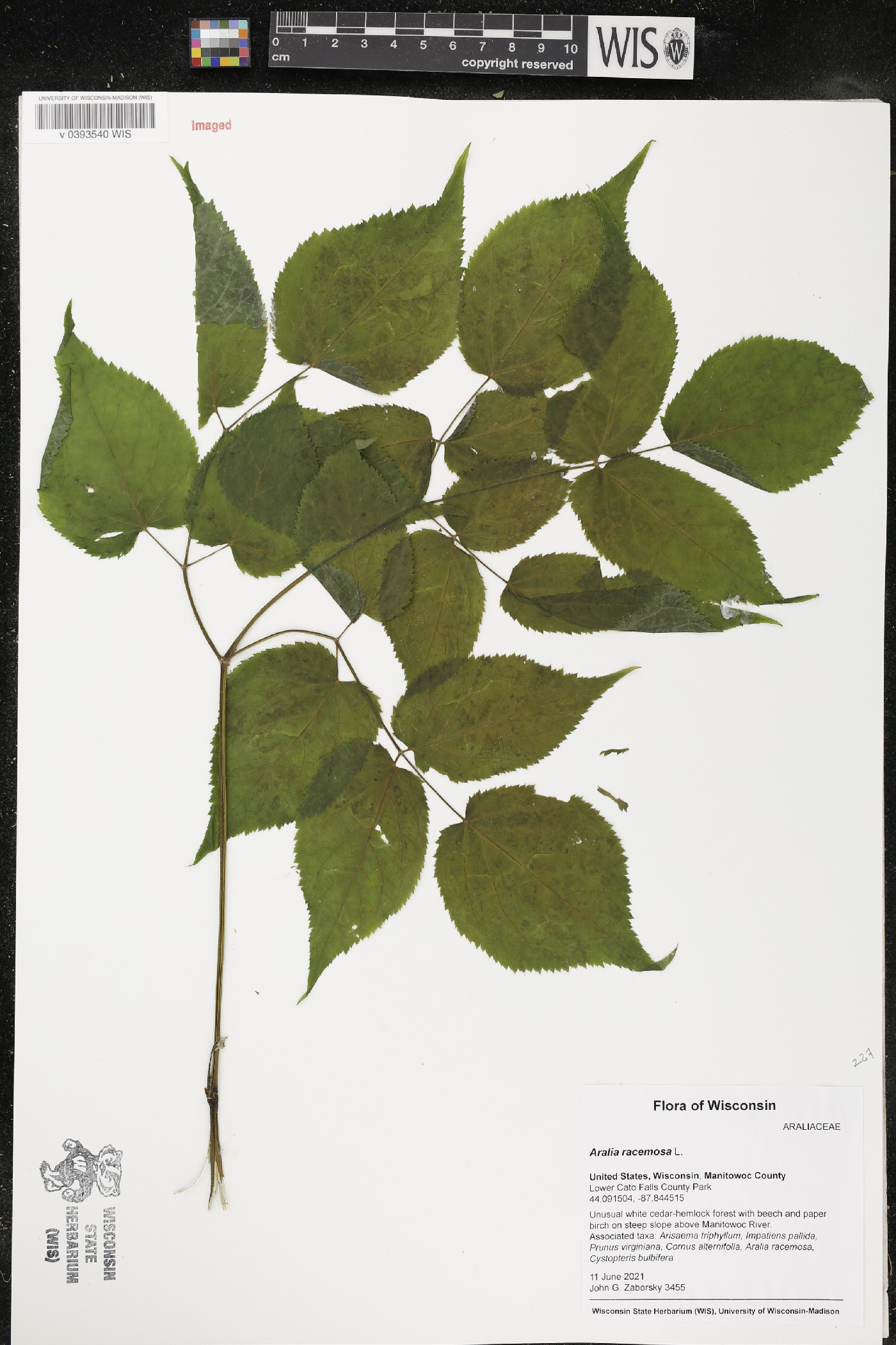Aralia racemosa image