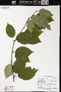 Betula alleghaniensis image