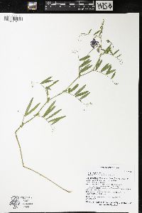 Lathyrus palustris image