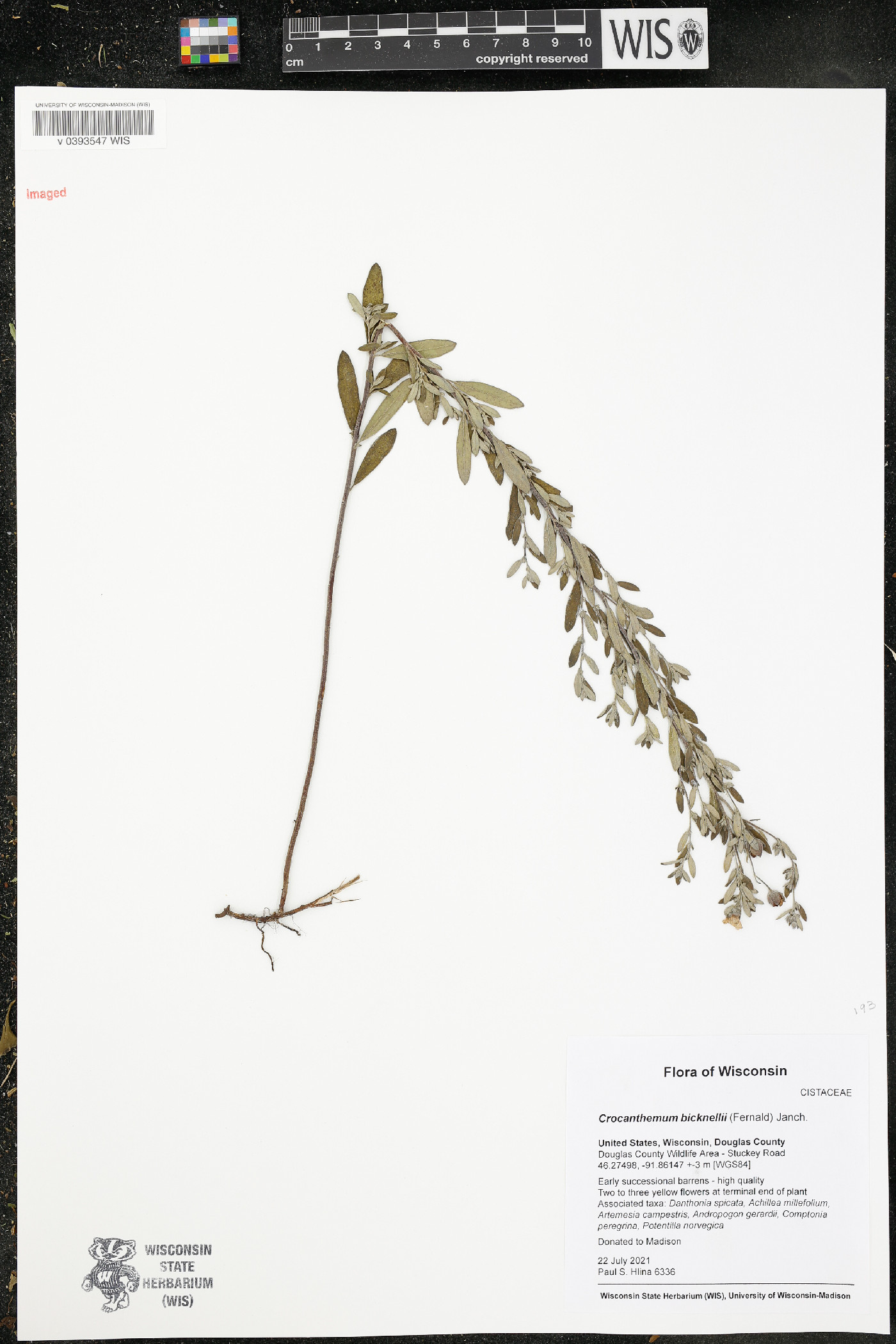Crocanthemum bicknellii image