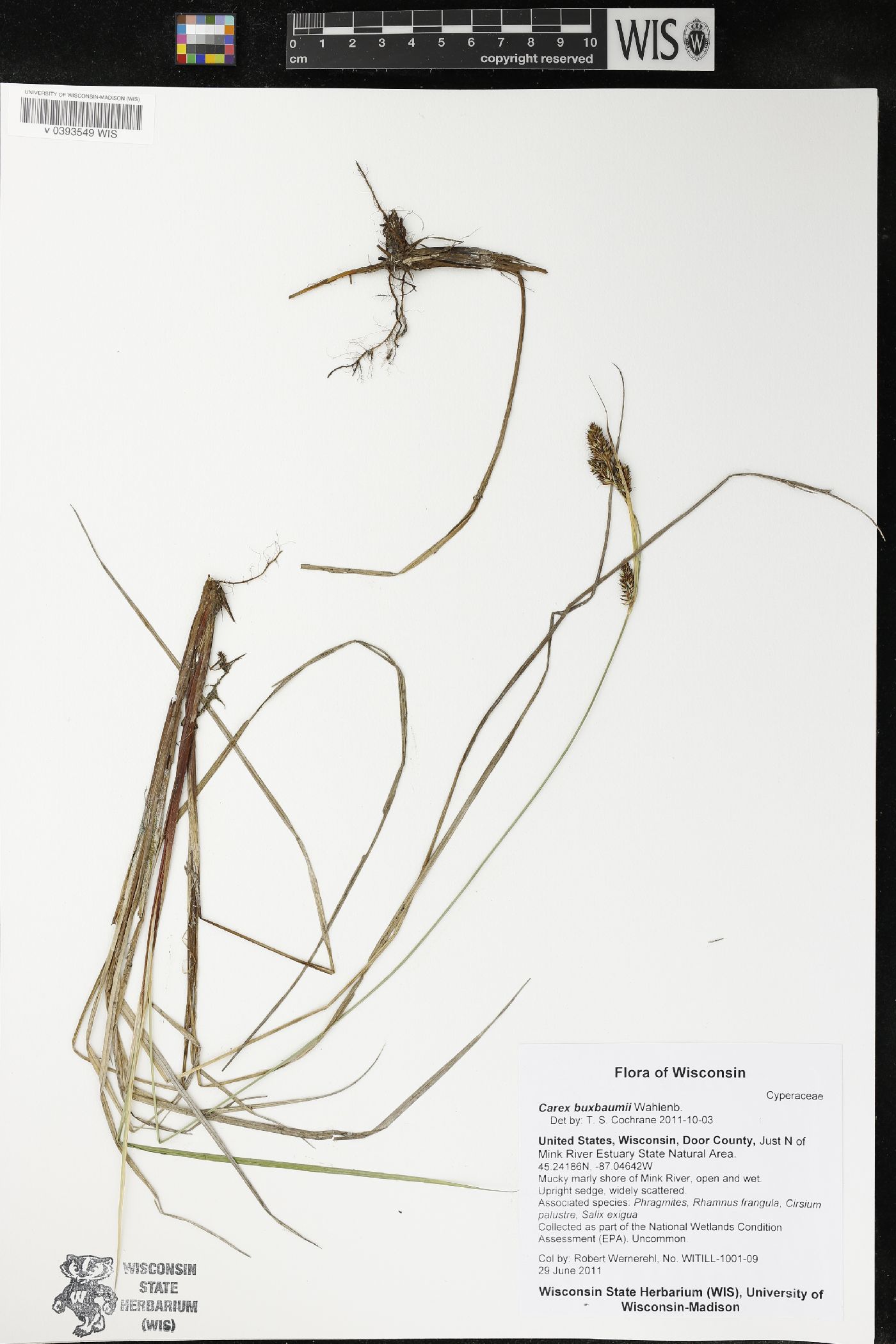 Carex buxbaumii image
