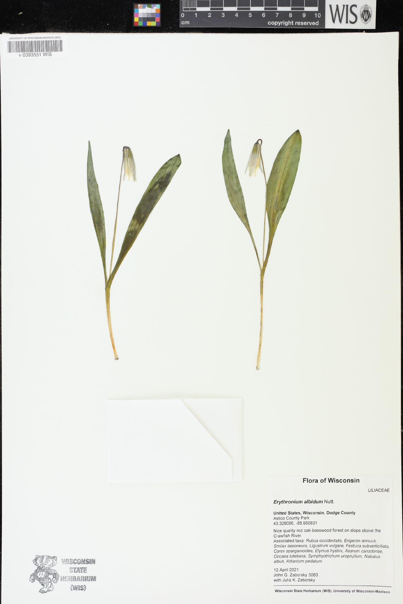 Erythronium albidum image