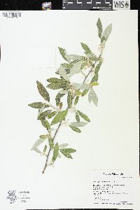 Elaeagnus umbellata image