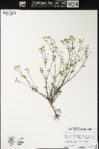 Sanicula tuberosa image