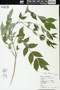 Phellodendron amurense image